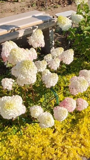 Мои ГОРТЕНЗИИ