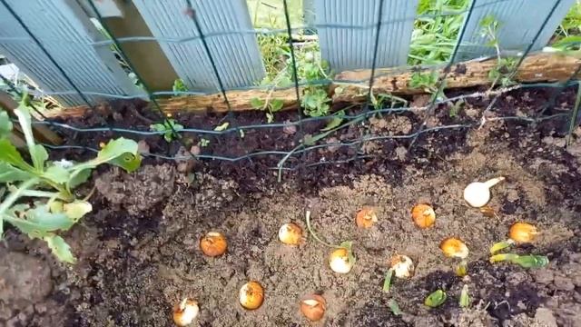 Луковичные ирисы. как сажать луковичные ирисы в открытый грунт весной и осенью.