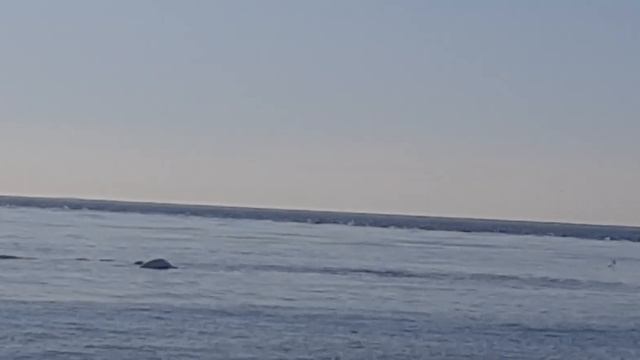 Белое море. мыс Белужий смотреть онлайн