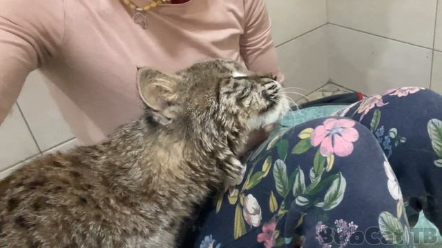 БОБКЭТ РУФУС СТАЛ ОЧЕНЬ ЛАСКОВЫМ смотреть онлайн