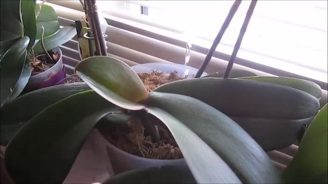 Наши ошибки в период цветения орхидей. Чего нельзя и что можно делать? смотреть онлайн