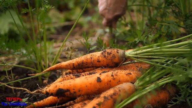 Подкормите Этим Морковку в Августе и Увидите Какой ОГРОМНОЙ Она Вырастет! смотреть онлайн