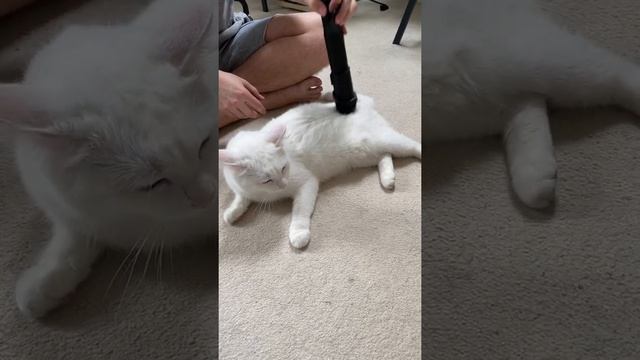 Глухая кошка Луна и пылесос смотреть онлайн