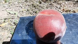 Персик Свит Дрим