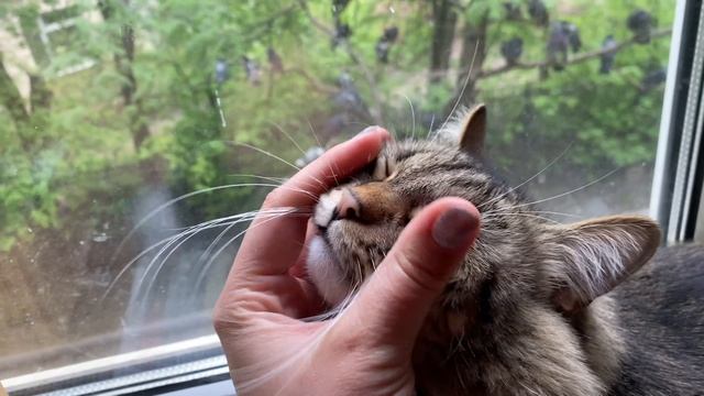 Очень мало крестиков | Много бисера | Тепличные заботы смотреть онлайн