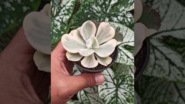 Echeveria Chantilly Mutation 'White Angle' смотреть онлайн