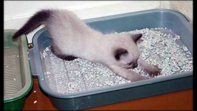 Как приучить котенка к лотку с самого раннего возраста? смотреть онлайн