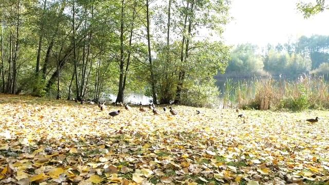 НАША ОСЕННЯЯ ФОТОСЕССИЯ! смотреть онлайн