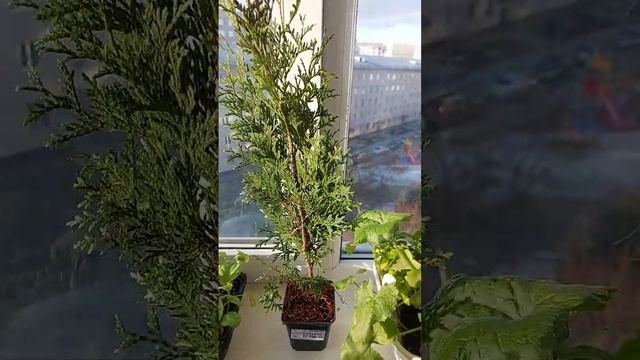 Купила тую Колумна от агрофирмы #поиск #садоводство #semena22 смотреть онлайн