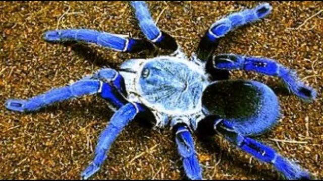 Солянка. От галиматьи к рубедо. смотреть онлайн