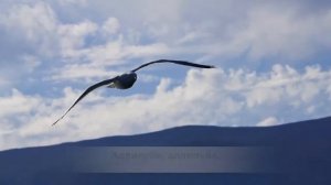 Спасибо Бог за лунный свет. Аллилуйя. фонограмма+текст