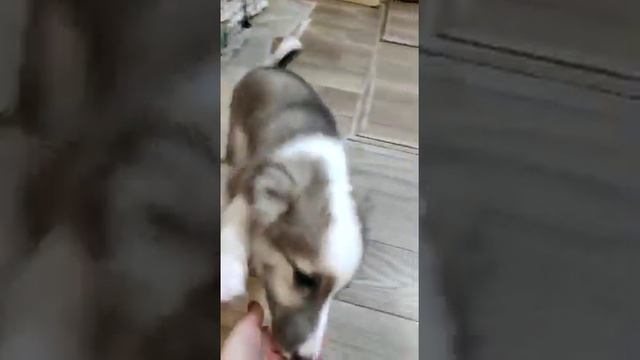 Symiko.ru | Собака Серёжа ищет дом. Отдаем бесплатно. Собака в дар в добрые руки. смотреть онлайн