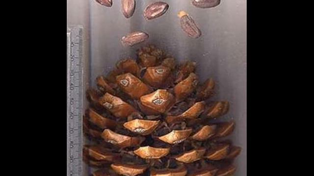 Dr. Future on Drugs part 4, the Pinael Gland and the Spirit World смотреть онлайн