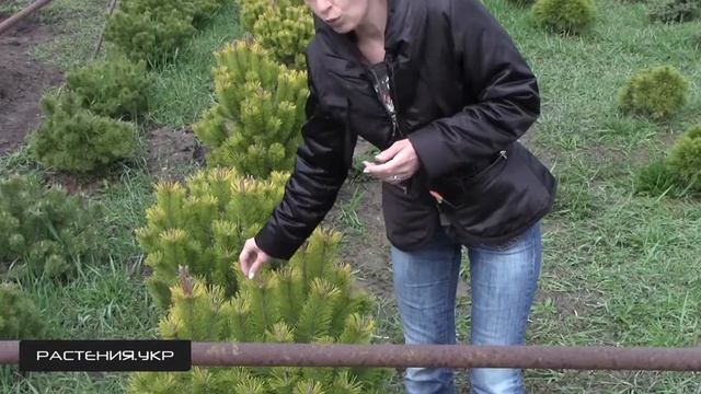 Сосна горная Винтер Голд / Сосна посадка и уход смотреть онлайн