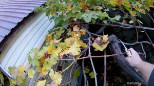 Обрезка винограда на арке