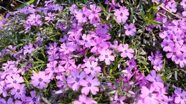 How to grow and care for Creeping Phlox (Phlox Subulata) / Bunga Phlox musim semi смотреть онлайн