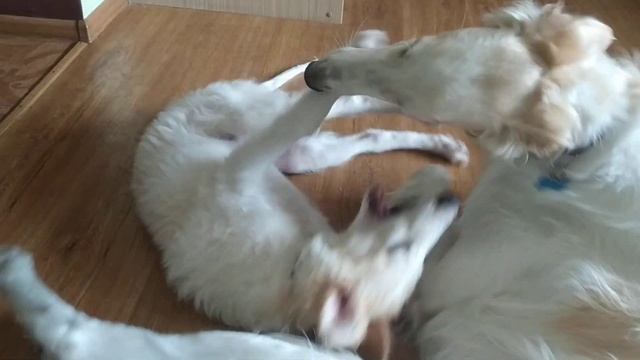 12 реальных минусов содержания русской псовой борзой в квартире. Часть 2. смотреть онлайн