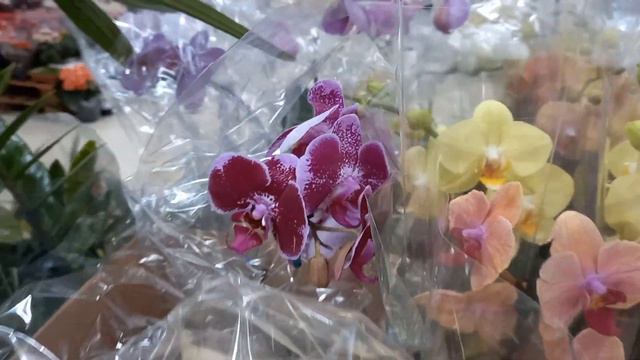LINDAS ORQUÍDEAS PHALAENOPSIS NO CARREFOUR #phalaenopsis #orquídeas #cultivodephalaenopsis #orchid смотреть онлайн