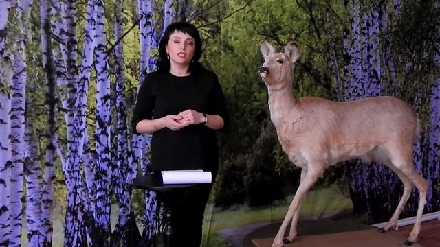 Косуля. Животный мир Купинского района. смотреть онлайн