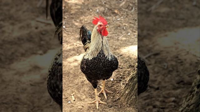 Sunet Cocos смотреть онлайн