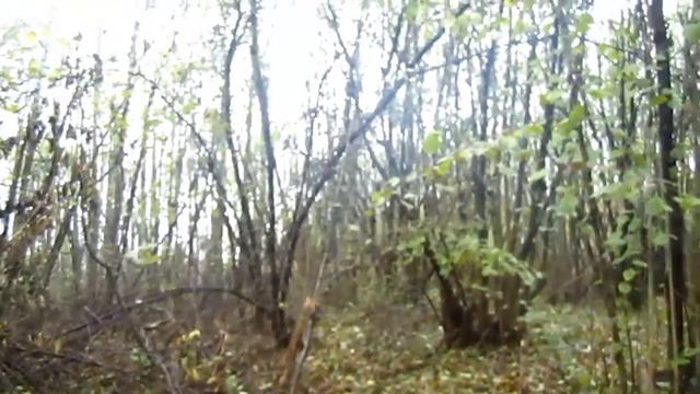 Утренняя вылазка в лачугу/Малиновый лесной чай/ Лисья нора /Осенний хмурый день...Беларусь 2016 смотреть онлайн