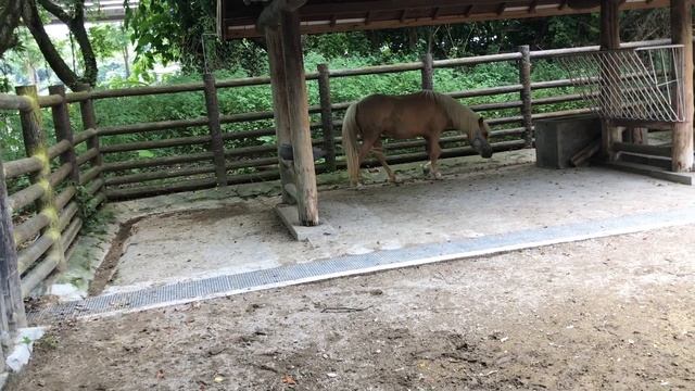 Тайвань 2019, Тайбэй с высоты ,Тайбэйский зоопарк, туалетный ресторан.