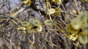 С ВЕРБНЫМ ВОСКРЕСЕНЬЕМ  - ВЕРБОЧКА !!!