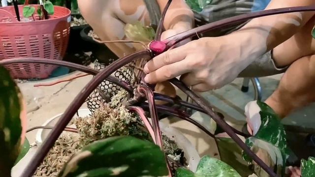 Philodendron pink princess marble king สวยจัดไซต์ใหญ่ ตัดแยกขยายช้ำน้ำวิธีนี้โตไวลดความเสี่ยงใบเสีย смотреть онлайн