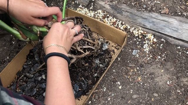 Monstera Deliciosa Sun Burn. Cutting & Repotting. смотреть онлайн