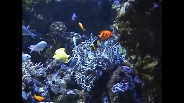 Италия Парк аттракционов Гардаленд Аквариум Морская Жизнь Gardaland Sea Life Aquarium in Italy смотреть онлайн