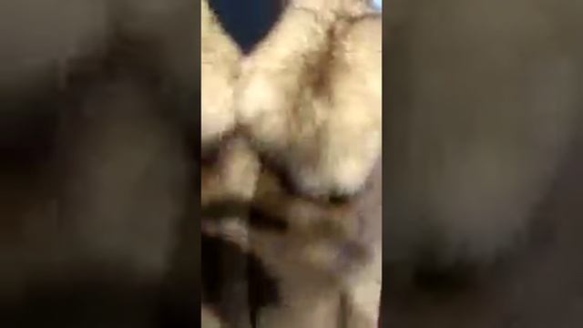 ПРЕВОСХОДНЫЙ НОРКОВЫЙ ПОЛУШУБОК, СТРИЖЕННАЯ НОРКА, С ВОРОТНИКОМ ИЗ КУНИЦЫ смотреть онлайн