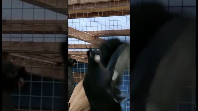 Птица прошлого столетия! ( Смотрите до конца ) Узбекские двухчубые голуби. Tauben. Pigeons смотреть онлайн