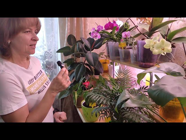 Красивое хобби моей жены. Зимний сад в конце января! смотреть онлайн