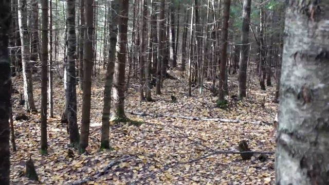 Грибная разведка 08 октября 2022. Всеволожский район смотреть онлайн