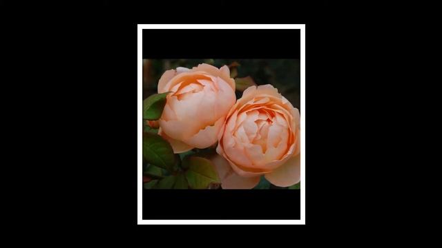 Wollerton Old Hall Rose David Austin