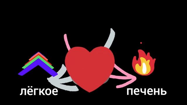 Принцип работы кровеносной системы с четырехкамерным сердцем смотреть онлайн