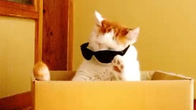 Крутой кот[GIF] смотреть онлайн