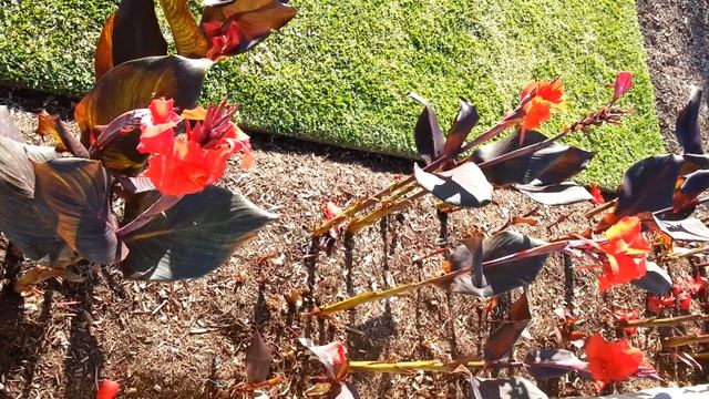 Canna plant red flowers - Canna Lily - Durban - Canna cv Pandora HD 07 смотреть онлайн