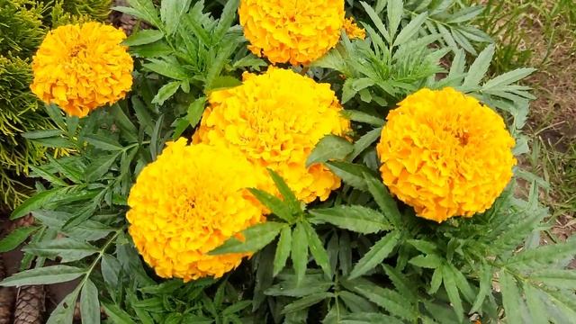 Наша дача 4 сотки на 27.06.21. смотреть онлайн