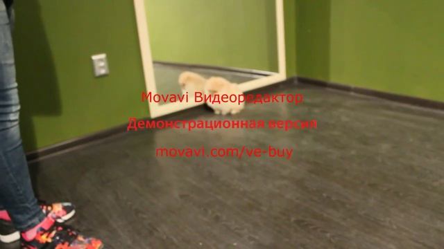 Продажа Померанские шпицы 2 кобеля "Nanonoko" и "Nice Dude" Пом на Миллион смотреть онлайн