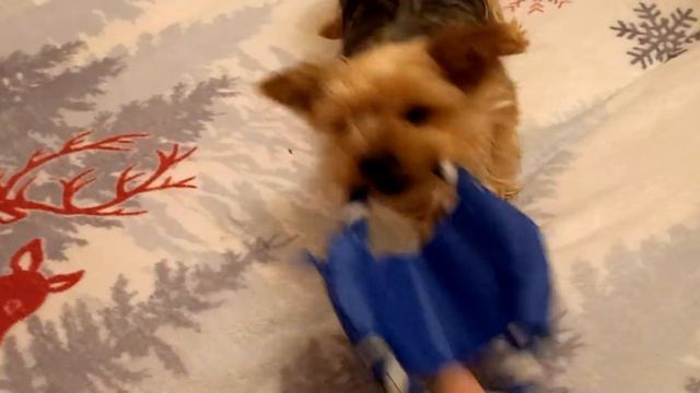 У маленькой жадины Феи новая игрушка смотреть онлайн