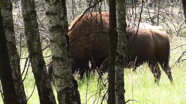 Бизон пасется на опушке леса смотреть онлайн