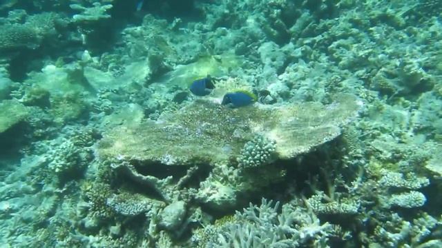 Пара белогрудых синих хирургов в танце :) (Acanthurus leucosternon) смотреть онлайн