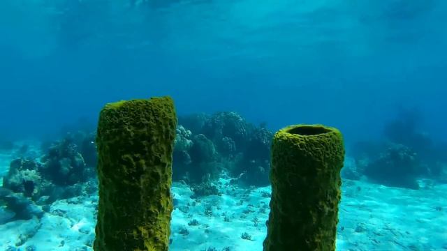 Подводный мир карибского моря. Куба смотреть онлайн