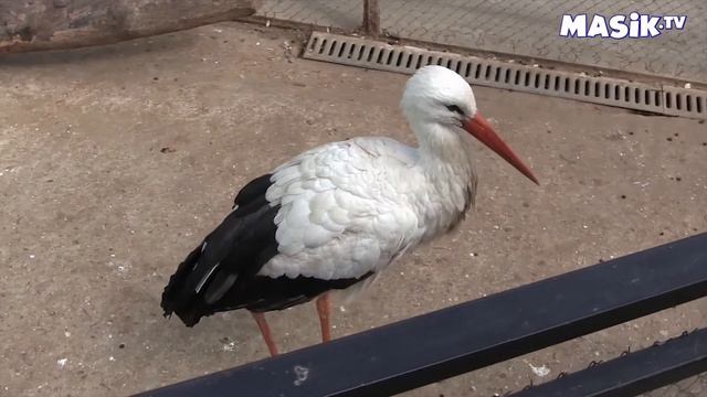 Аист в зоопарке смотреть онлайн