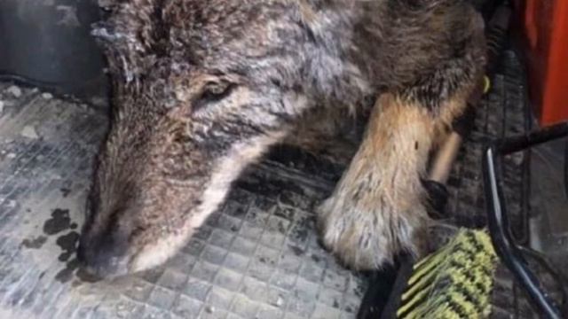 Рабочие спасли замерзшую собаку из ледяной реки, но выяснилось, что это вовсе не собака!