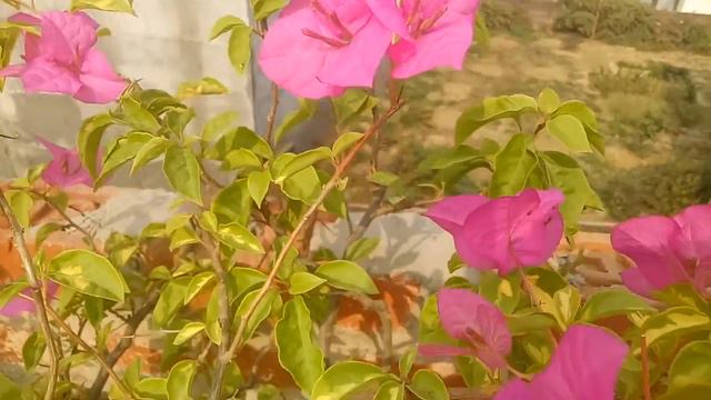 Bougainvillea plant🌷full blooming 🌷summer flower plant смотреть онлайн