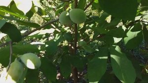 Азимина - плодоношение в Центральной Украине. Особенности выращивания.