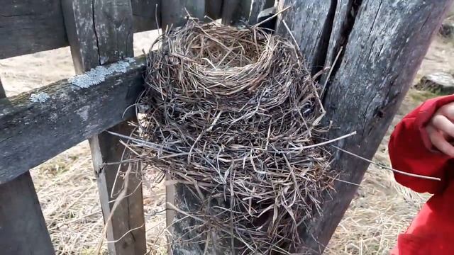 Чьи Яица? Орнитолог, Яйца, Весна, птицы, #птицы#орнитолог #яйца #весна