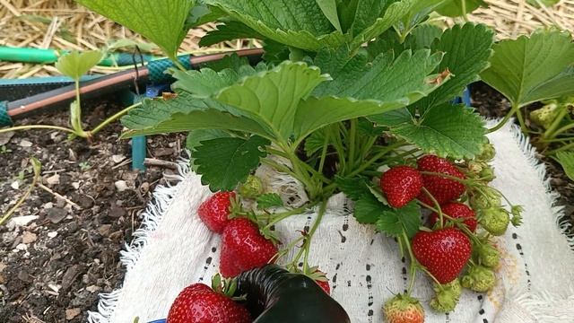 сорт Вима Ксима КСД Голландия, но в Крыму рем. Земляничная Исландия. смотреть онлайн